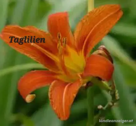 grosse Taglilien im Topf
