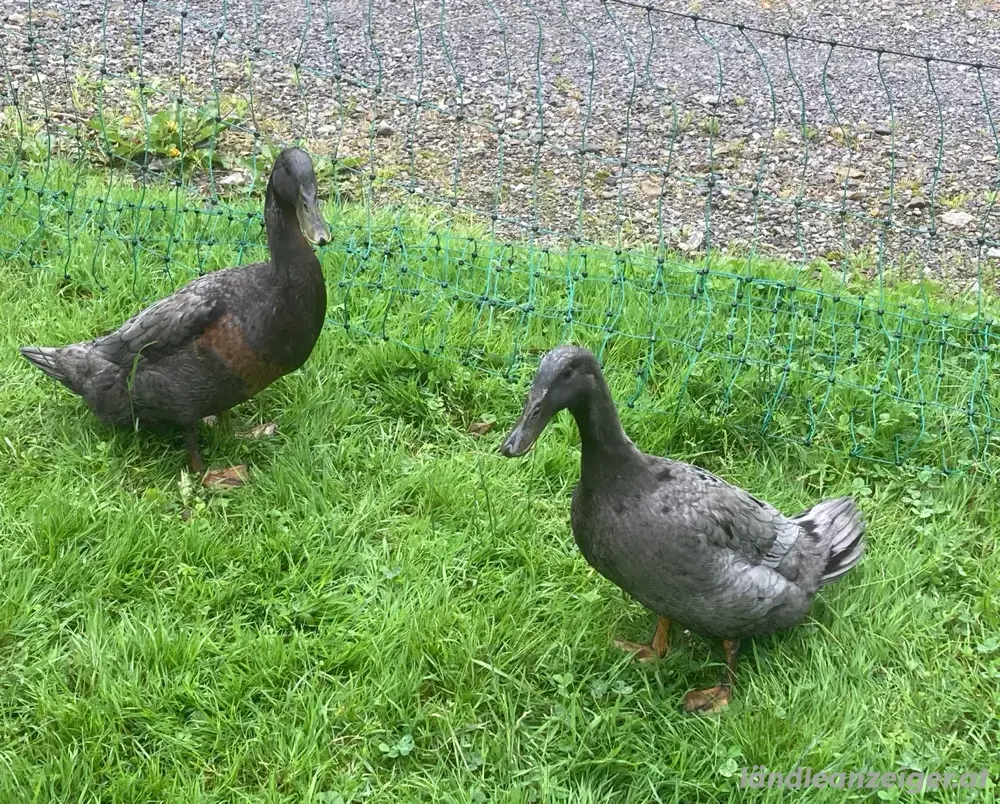 Entenpaar Entenpaar