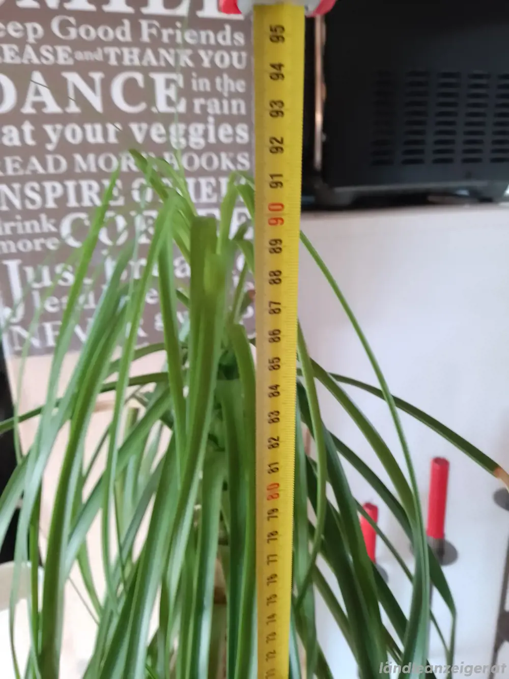 Zimmerpflanze Palme Zimmerpflanze Palme