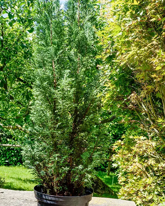 Winterharte  Montbretien; eine Konifere, 