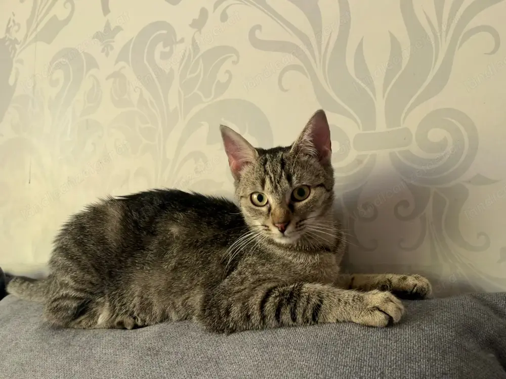 Katze entlaufen Dornbirn Druckergasse 