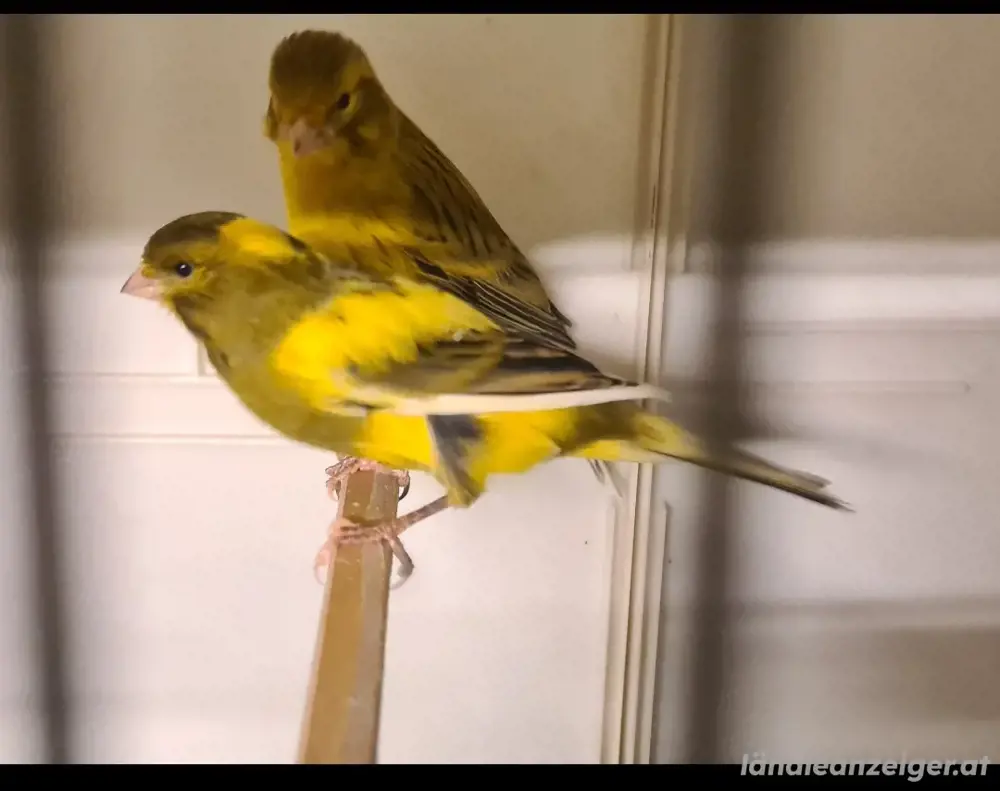 Kanarienvögel Kanarienvögel