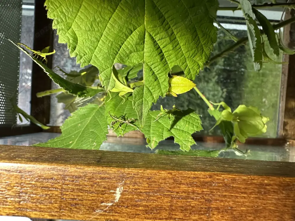 Wandelndes Blatt, Phyllium philippinicum Wandelndes Blatt, Phyllium philippinicum