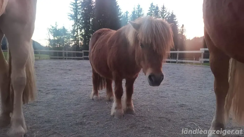 Pony zu verkaufen