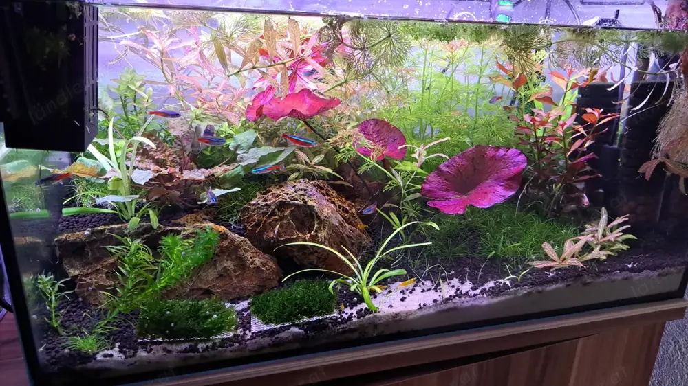 Aquarium Pflanze Hygrophila Rosanervig Aquarium Pflanze Hygrophila Rosanervig