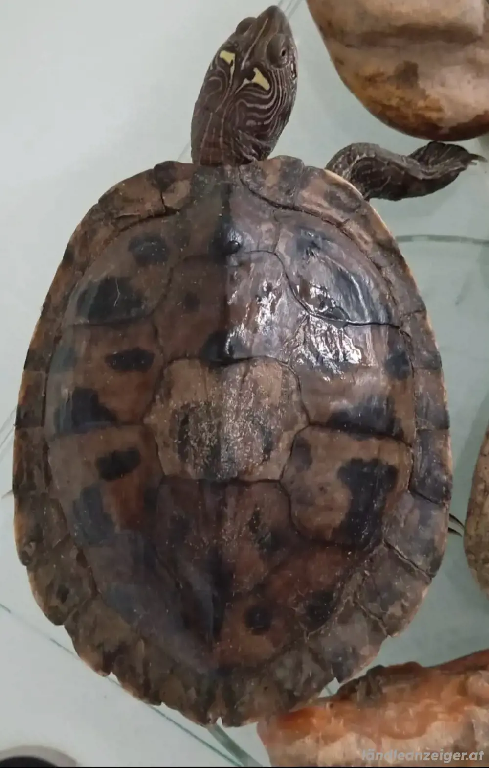 Wasserschildkröten mit Zubehör zu verschenken   ca. 2 Jahre alt