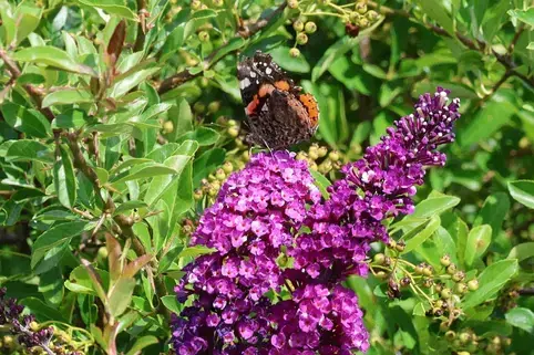 Traumhafte zweifärbige Buddleja "Berries and Cream"