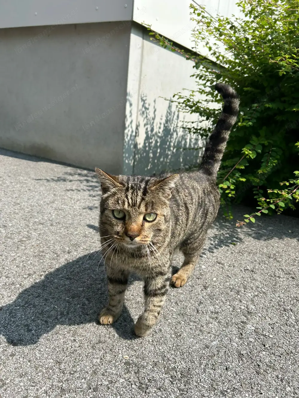Katze zugelaufen 