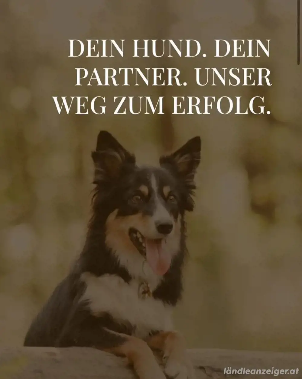 Hundetraining