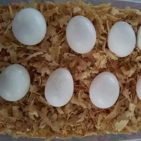 Papageien und Papageieneier