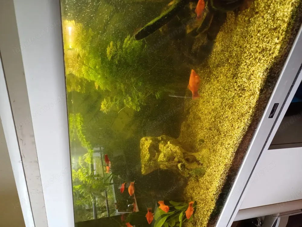 Hallo ! Ich würde ein paar Schwertträger abgeben . Bei Intersse bitte melden . Lg Hallo ! Ich würde ein paar Schwertträger abgeben . Bei Intersse bitte melden . Lg