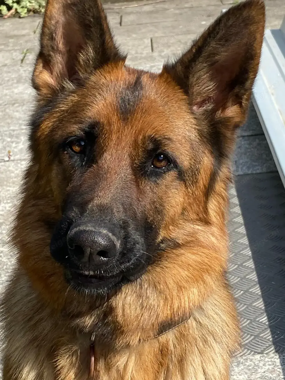 Hundebetreuung, Hundesitting, Übernachtung