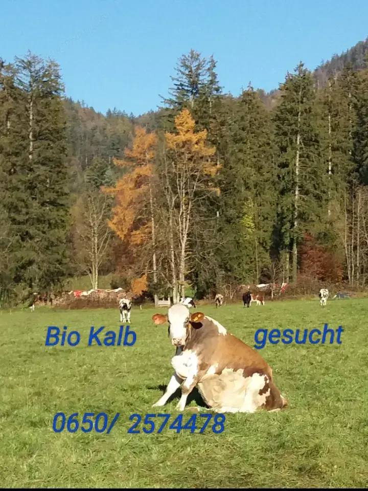 Bio Kalb gesucht !!! Bio Kalb gesucht !!!