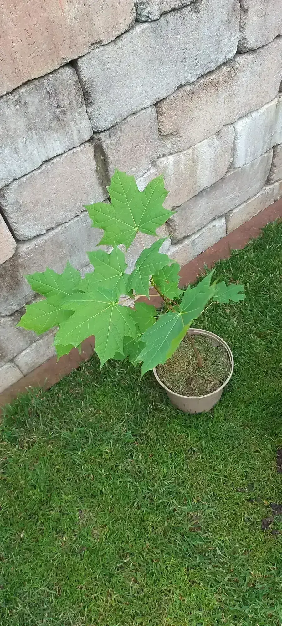 Ahornbaum Baum Ahornbaum Baum