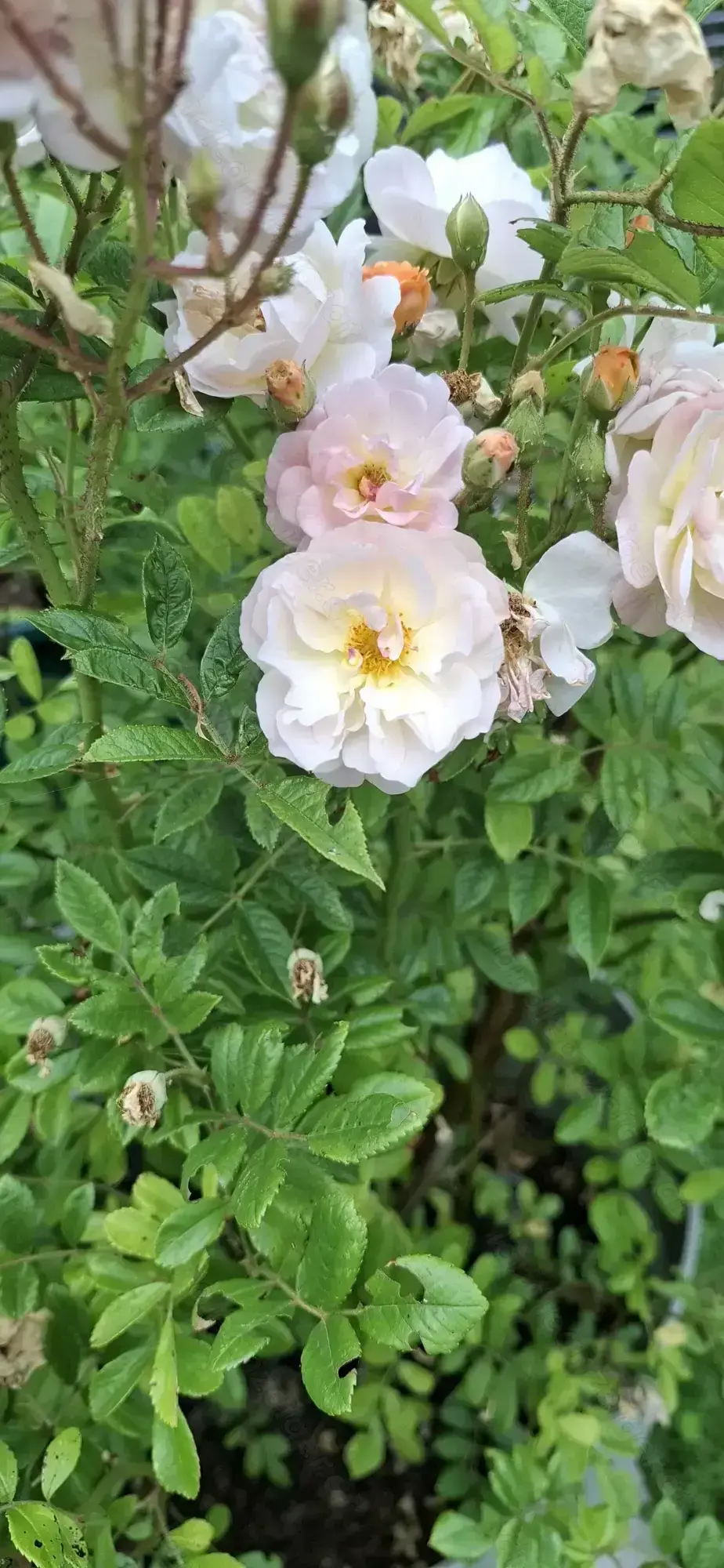 Ghislaine de Féligonde, Rose Ghislaine de Féligonde, Rose