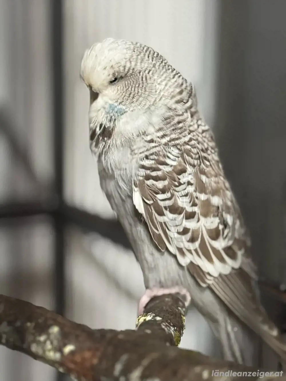 vogel käfig alles auf dem bild vogel käfig alles auf dem bild