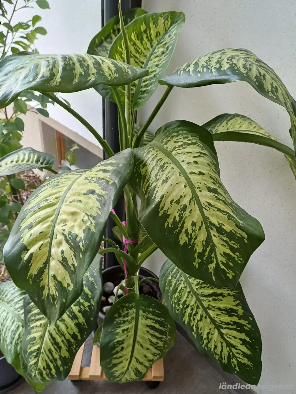 Große Dieffenbachia gesunde Pflanze Große Dieffenbachia gesunde Pflanze