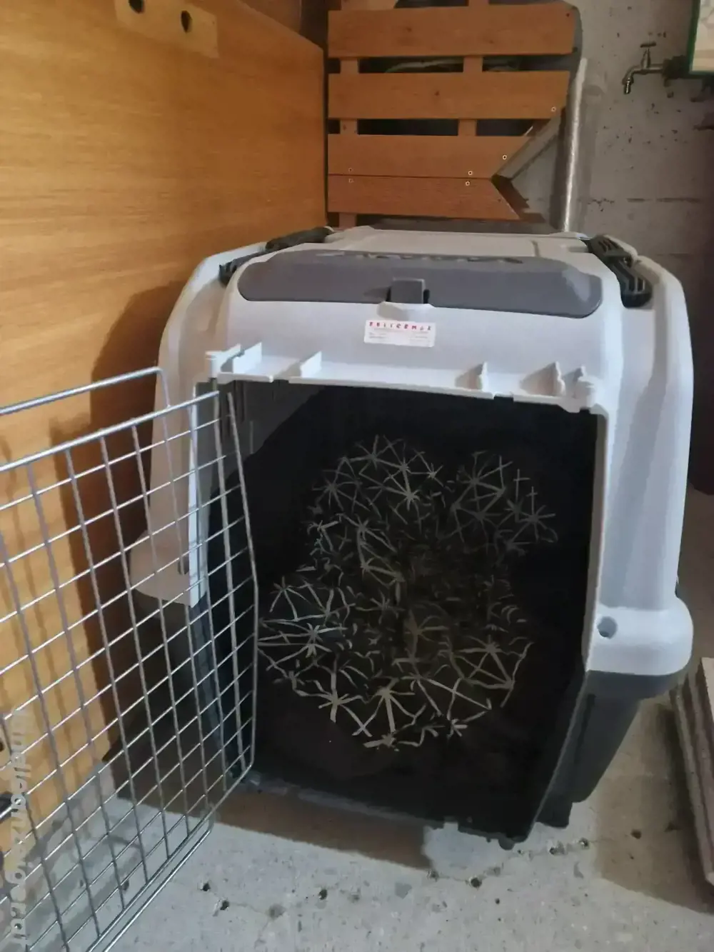 Box, Hundebox Box, Hundebox