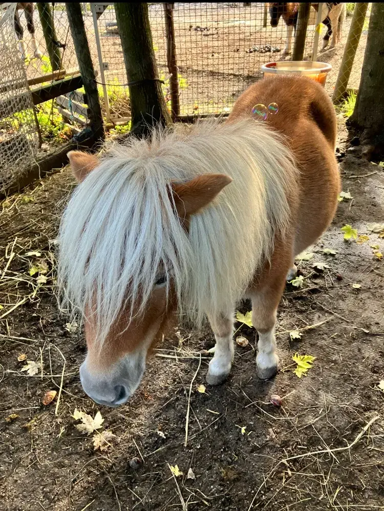 Kinderliebe Mini-Shetty Stute Kinderliebe Mini-Shetty Stute