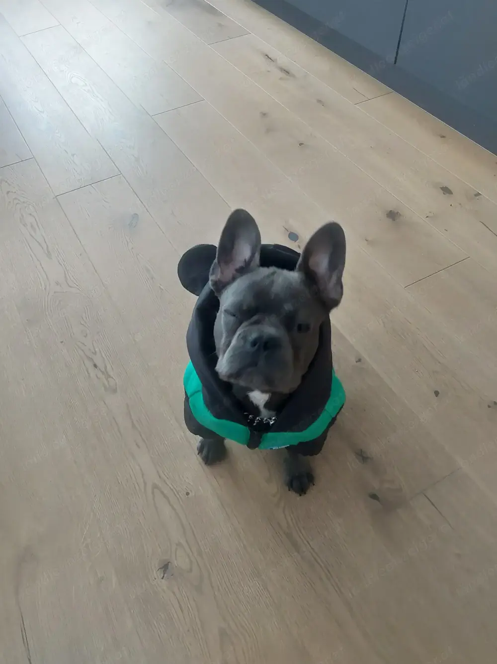 Hundebetreuung vom 09.08 bis 17.08.2025 Hundebetreuung vom 09.08 bis 17.08.2025