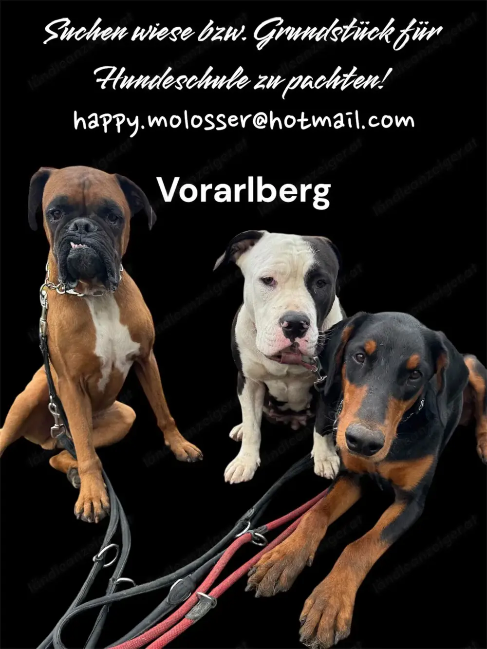 Suche wiese bzw. grundstück für hundetraining zu pachten Suche wiese bzw. grundstück für hundetraining zu pachten