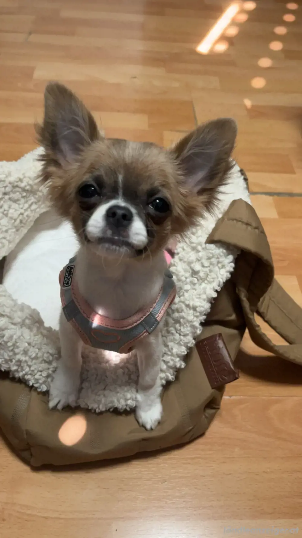 Langhaarige Chihuahua