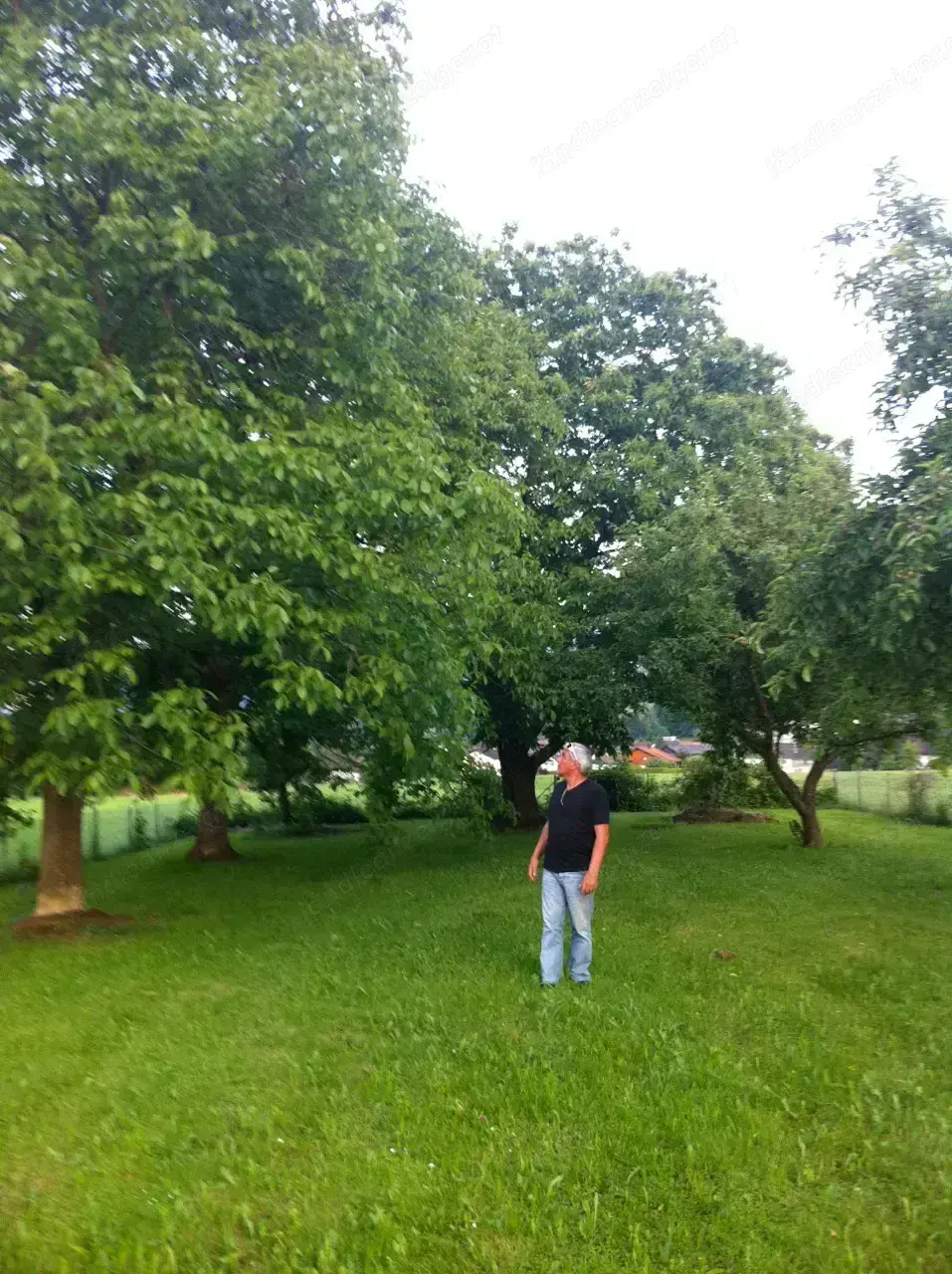 Frastanz Schrebergarten zu vermieten 200 m2 Frastanz Schrebergarten zu vermieten 200 m2