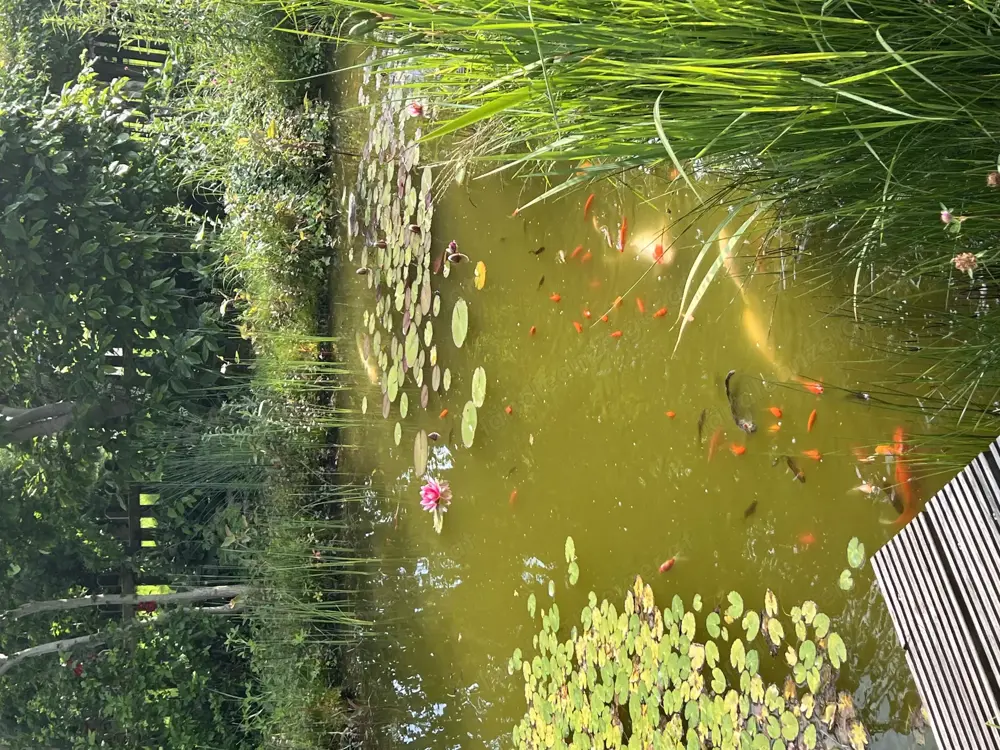 Goldfische