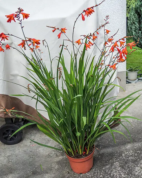 Winterharte  Montbretien;  Hibiskus
