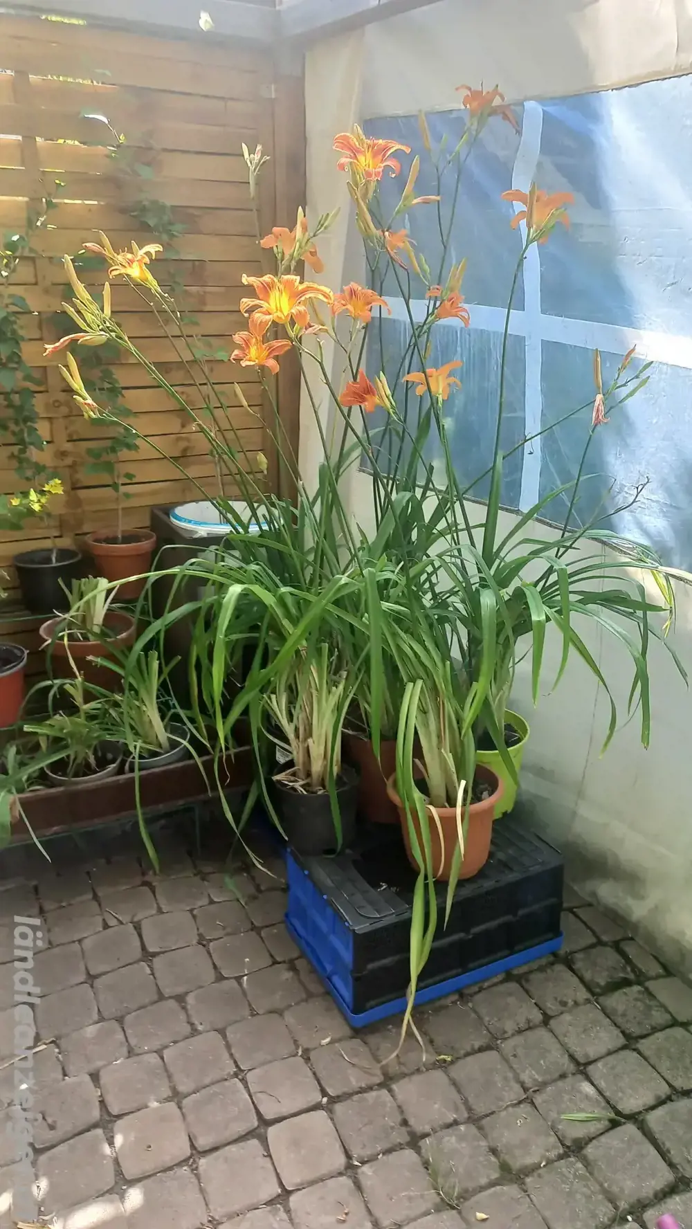 grosse blühende Taglilien im Topf grosse blühende Taglilien im Topf