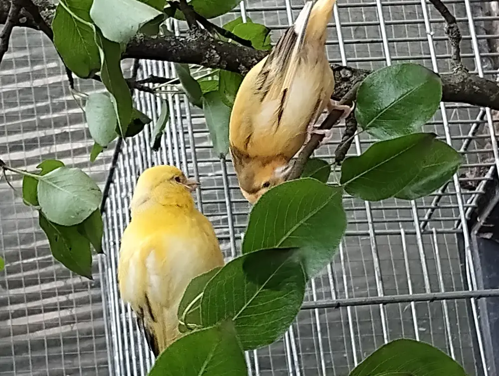 Kanarienvögel Kanarienvögel