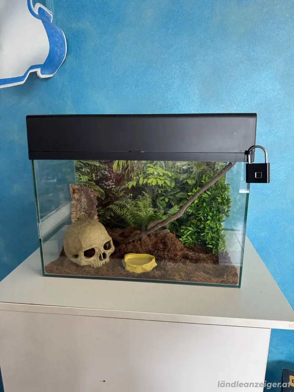 Lucky Reptile Terrarium wie NEU Lucky Reptile Terrarium wie NEU