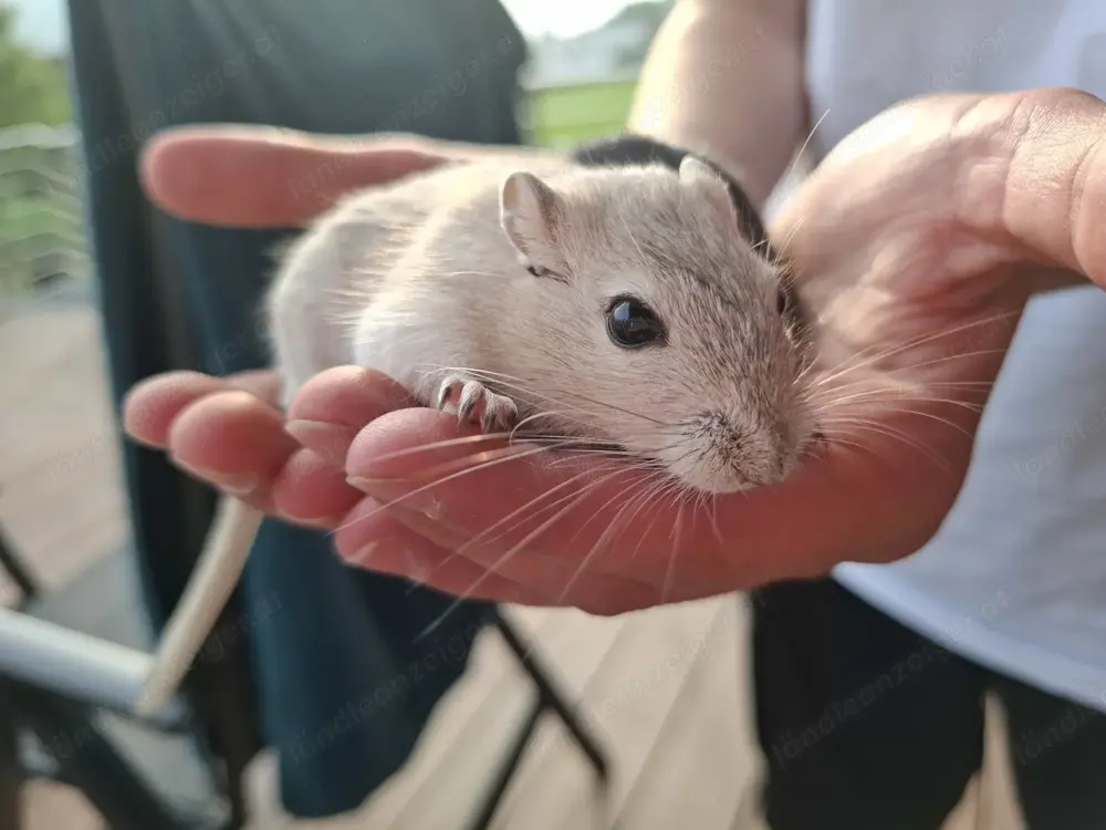 Wüsten Rennmäuse Wüsten Rennmäuse