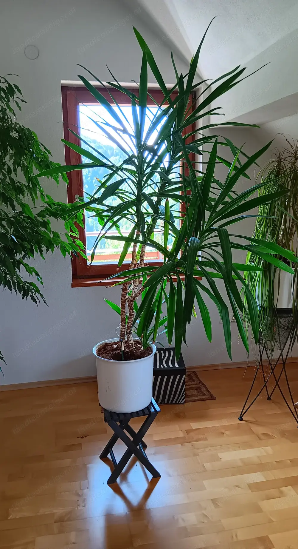 Palme ( 4 Triebe) mit Topf in Seramis Palme ( 4 Triebe) mit Topf in Seramis