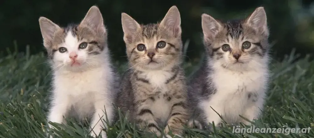 Katzenbabys Katzenbabys