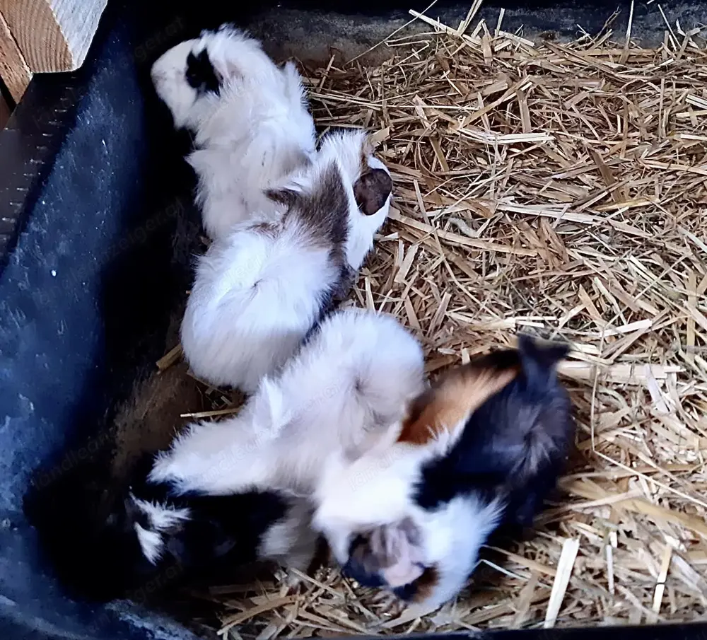 Meerschweinchenbabys Meerschweinchenbabys