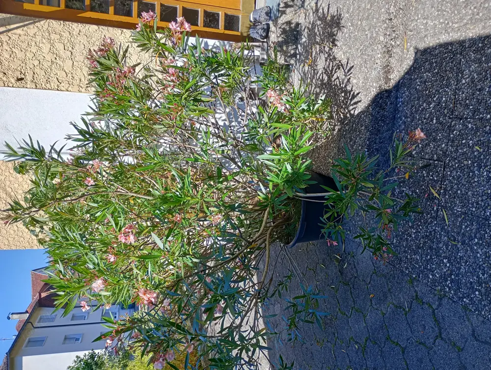 Oleander sehr günstig 