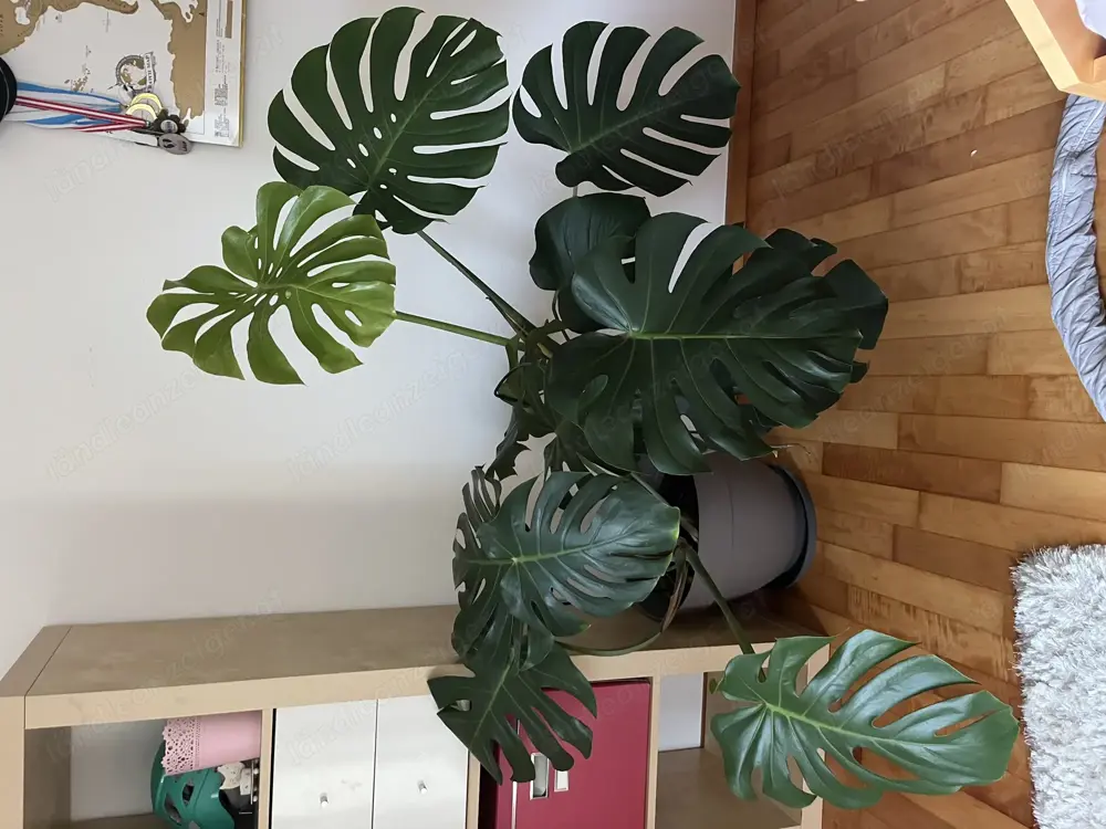 Monstera Deliciosa