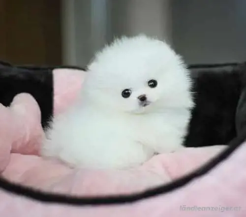Mini Pomeranian Zwergspitz welpen.