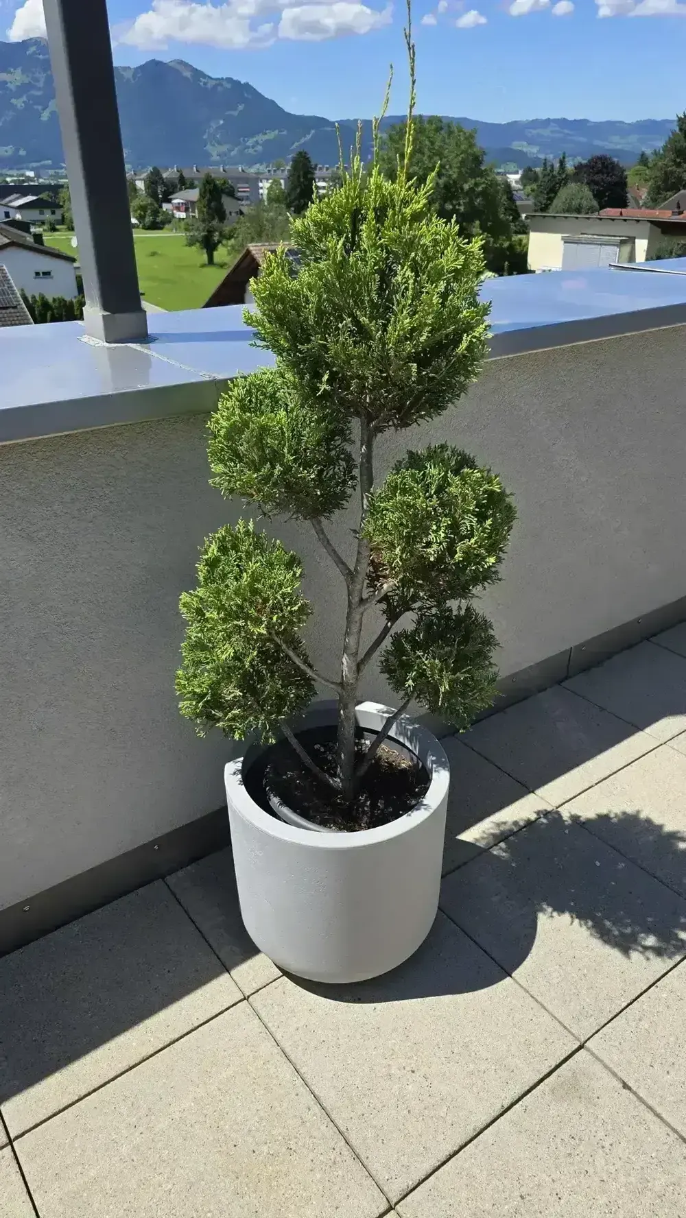 Pflanzen Garten Riesenzypresse 2 Stk inkl Topf