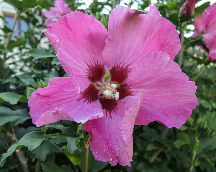 Hibiskus im Topf 1,30 Meter hoch, rot oder blau 