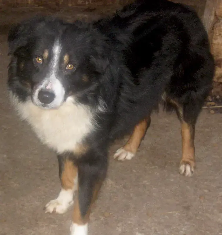 Gula wartet auf SEIN neues Zuhause