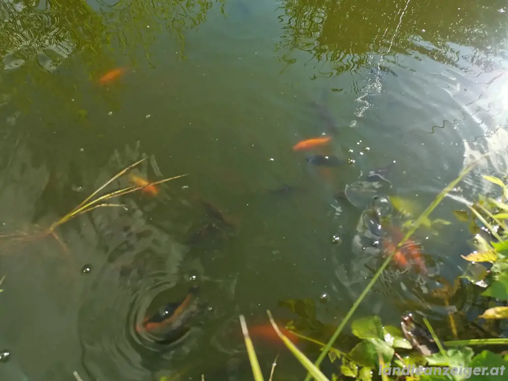 Teichfische 