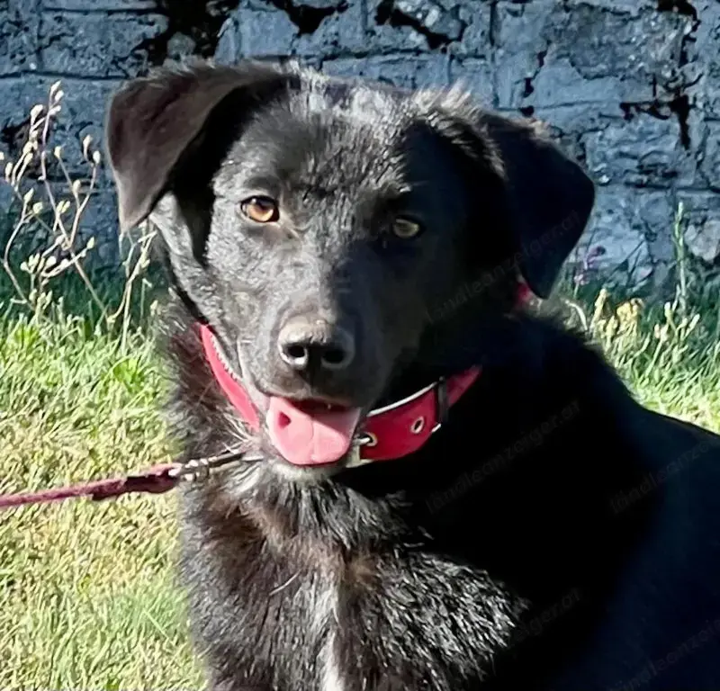 Borso möchte IHR Herz erobern