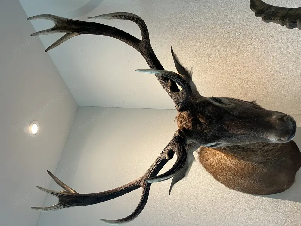 Jagdtrophäen, Hirsch, Gams, Reh, Gehörn , Dekoration 