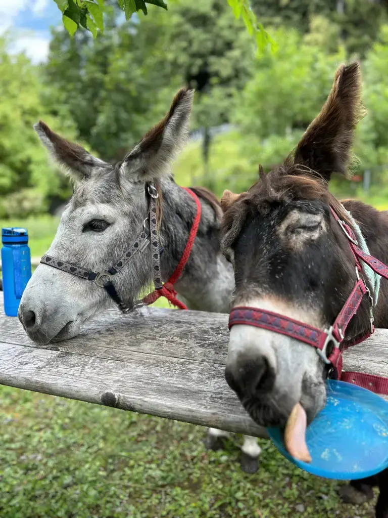 Wir suchen dich! Fachkraft für tiergestützte Intervention Pädagogik 