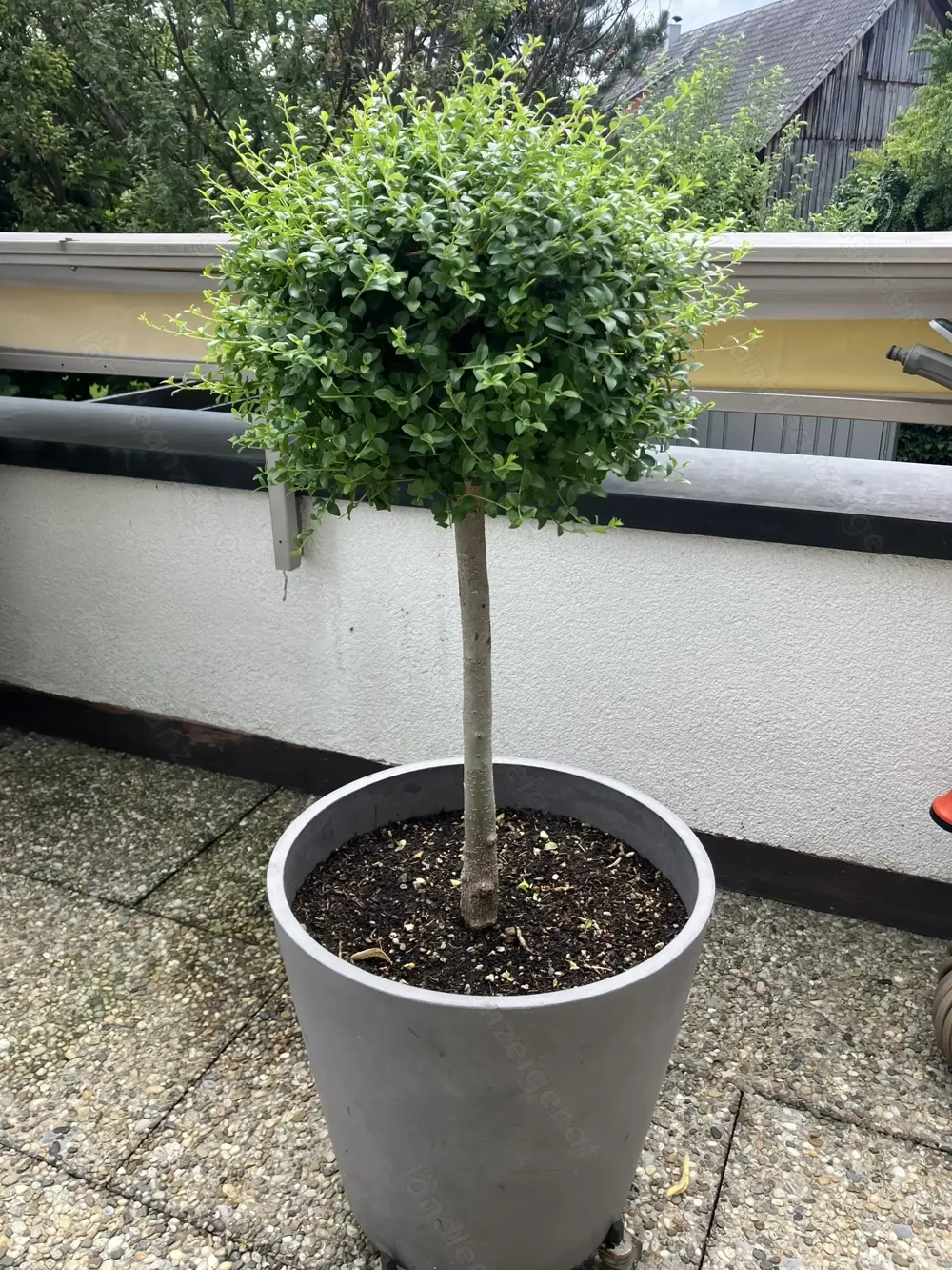 Ionischer Liguster ohne Pflanztopf