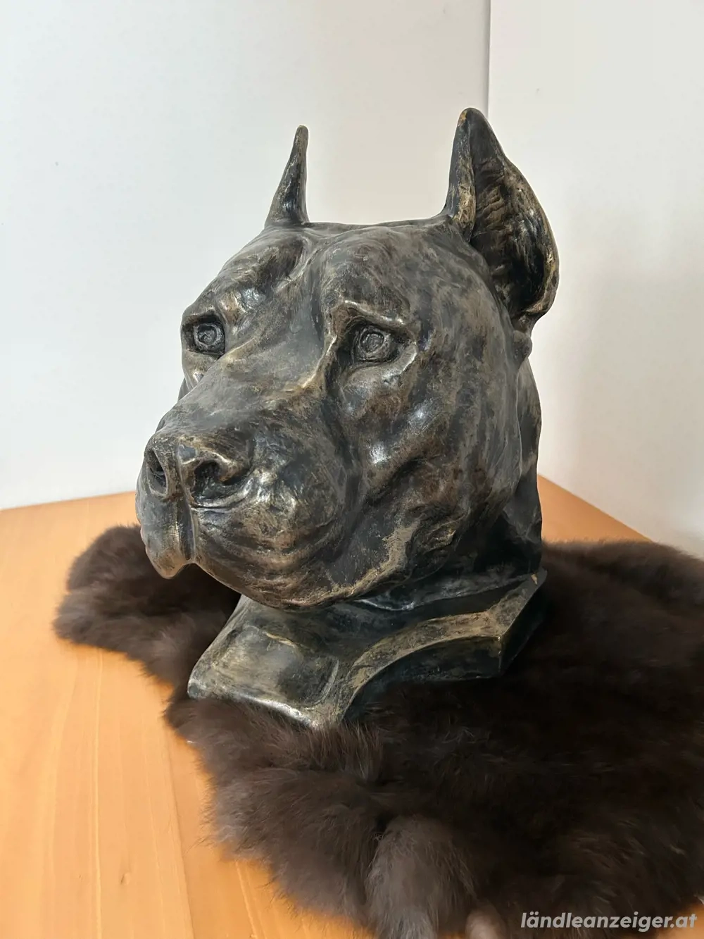 Imposanter XXL - Hund Kopf Pittbull