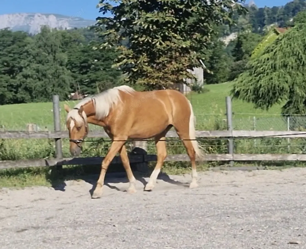 Biete eine Reitbeteiligung mit Reitunterricht in Feldkirch