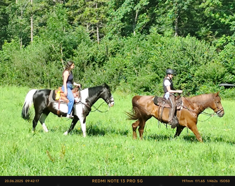 Verlässliche Freizeit-Wanderreiter